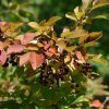 Chokecherry Prunus virginiana #1 - Image 3